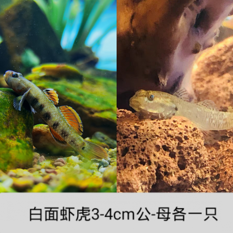 zxc练手虾虎鱼 稀有原生鱼 冷水鱼 白面虾虎鱼观赏鱼李氏黄唇淡水鱼