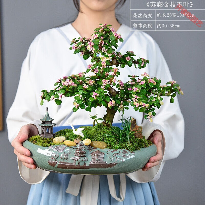金枝玉叶盆栽造型老桩多肉植物大株肉肉花卉办公盆景绿植 苏廊s型老桩