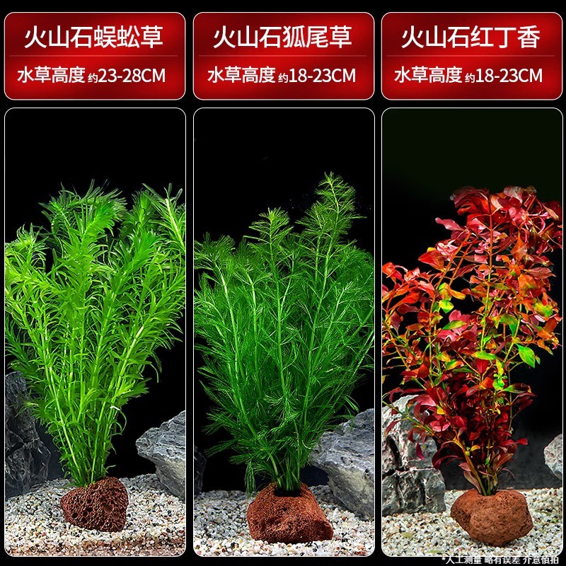 疯狂水草（FKSC）鱼缸水草活体植物小鱼缸养鱼造景套餐懒人阴性定植火山石 入缸成景组合一怎么样,好用不?