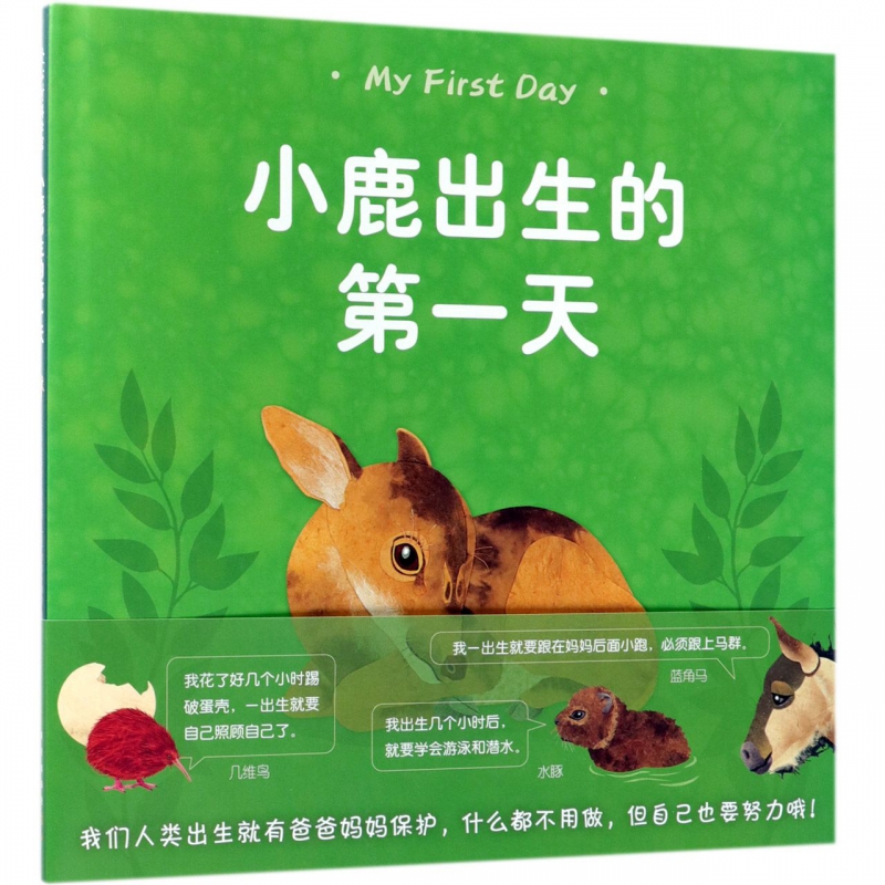 小鹿出生的第一天(精)