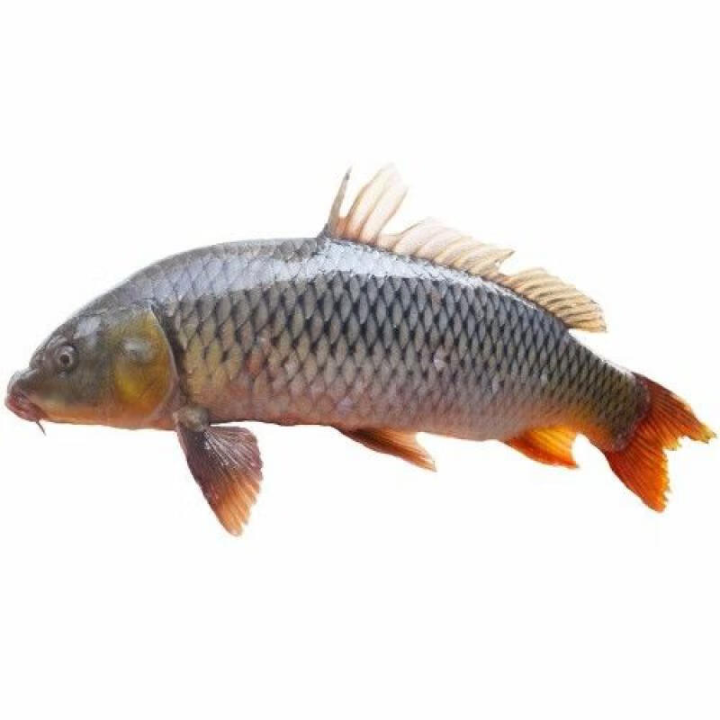 安峰山苏北鲤鱼大鲤鱼新鲜鲜活现杀淡水鱼 3斤一条鲤鱼