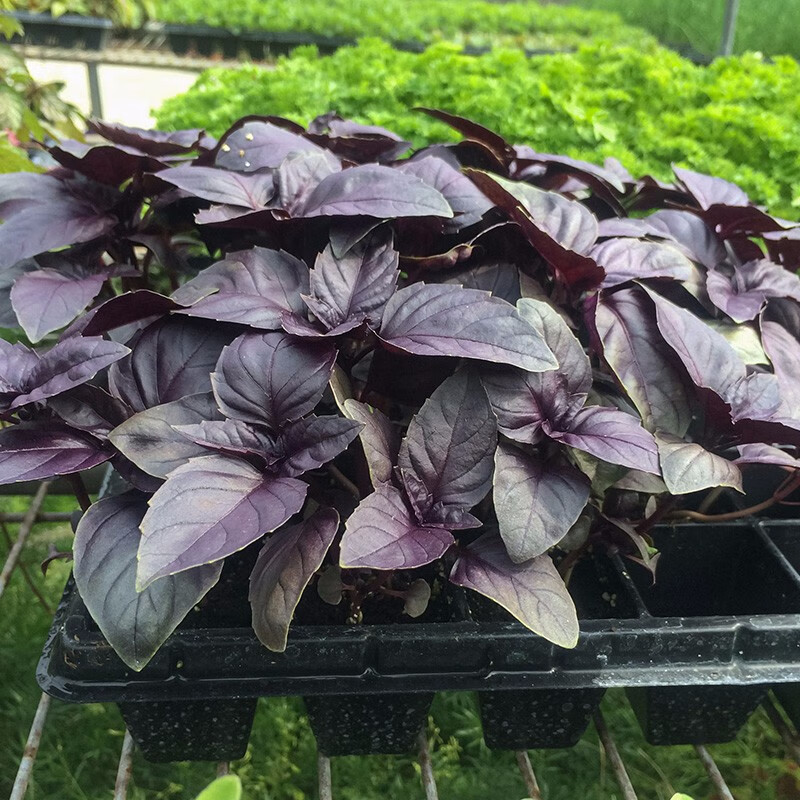 寿禾 罗勒种子蔬菜九层塔阳台四季食用春冬季香草植物种籽 紫罗勒种子