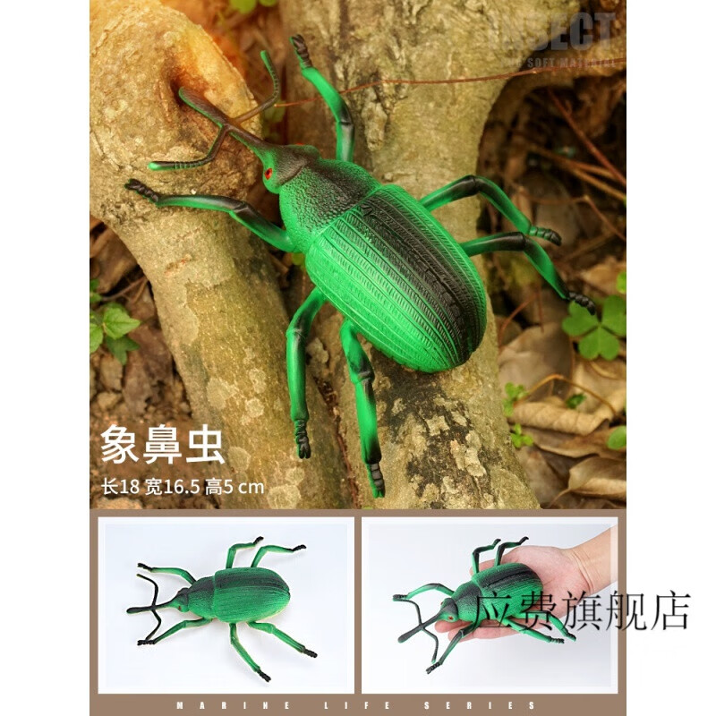 儿童大号昆虫玩具仿真野生爬行动物模型蜘蛛蜜蜂蚂蚁瓢虫蚱蜢 象鼻虫