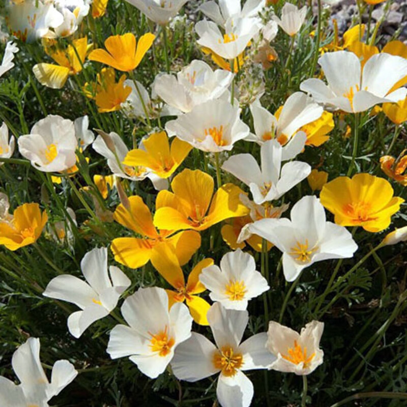 查花草林木类价格历史|花草林木类价格走势图