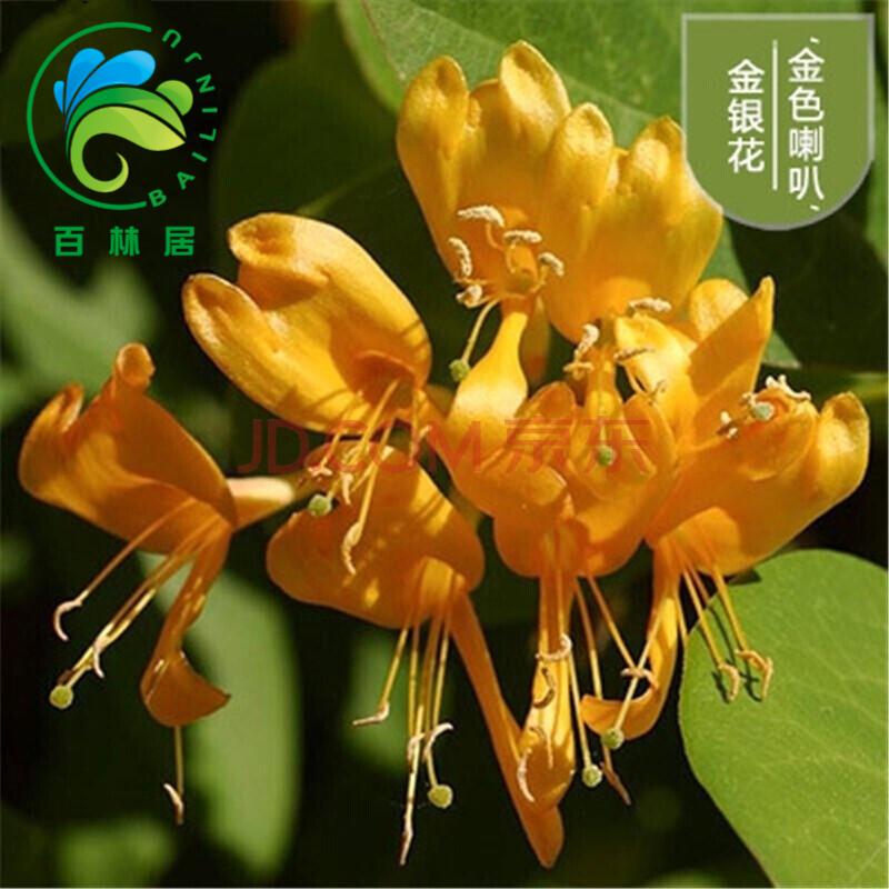 金银花苗庭院阳台盆栽地栽攀援植物爬藤植物金银花树苗室内绿植花卉