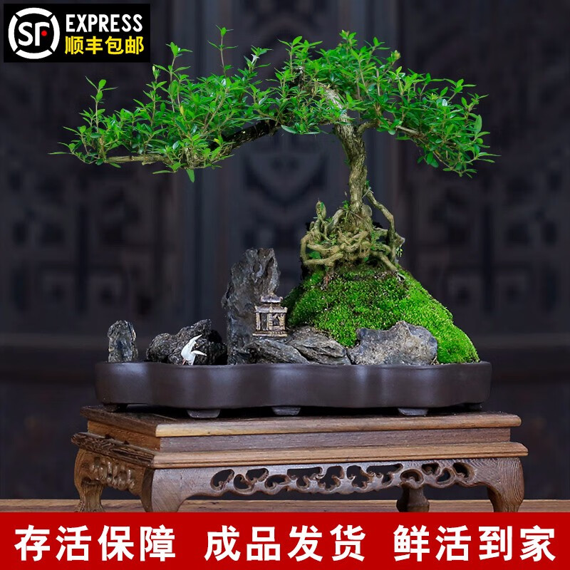 瀚林怡景（HANLINYIJING）六月雪盆景植物树桩悬崖造型假山老桩室内客厅办公室绿植桌面盆栽 山水石景-六月雪 木座