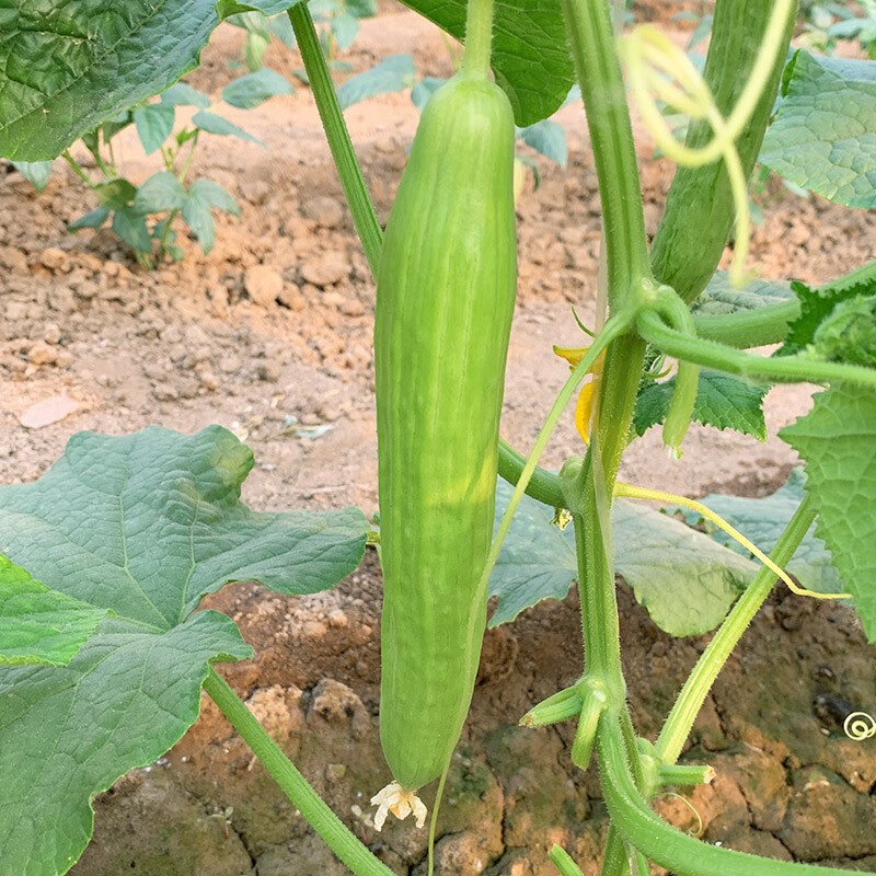 种菜记 绿肉大黄瓜种子春夏秋季耐热绿瓤密刺黄瓜种籽苗四季阳台蔬菜