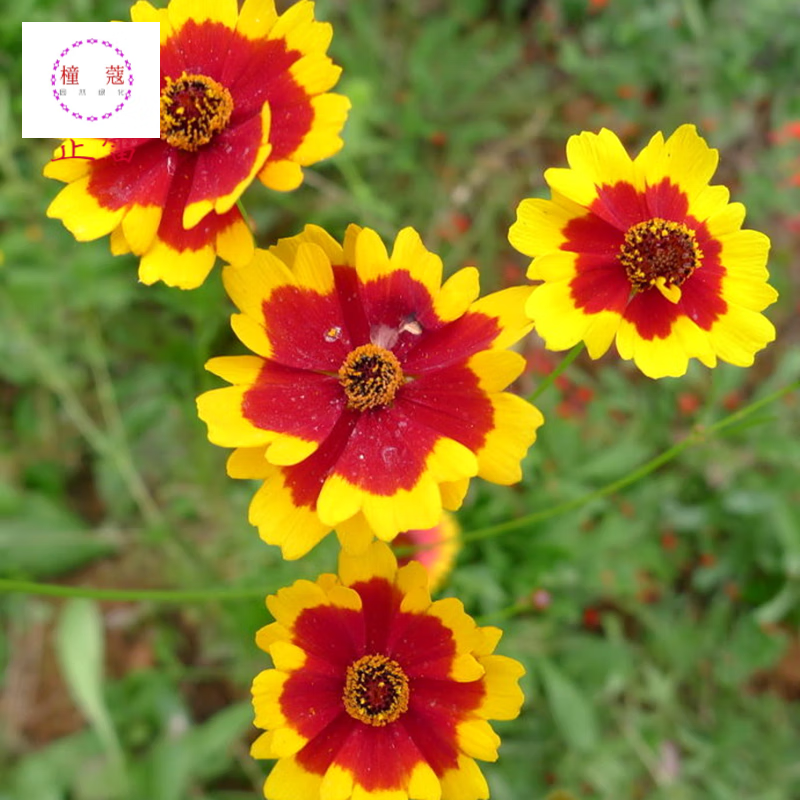 蛇目菊种子菊孔雀菊花海制造蛇目菊草花种籽室外景观庭院绿化 蛇目菊