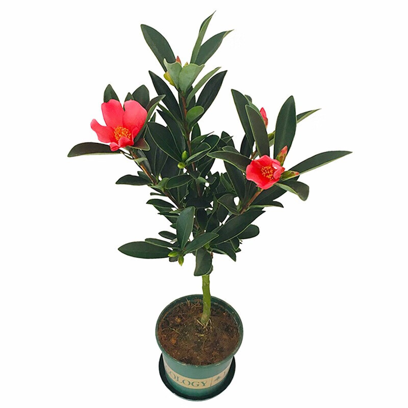 御卉阁 红山茶花盆栽 四季茶花苗带花苞 四季杜鹃大盆茶花树苗鲜艳