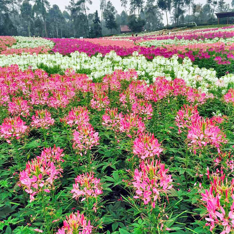 京东的花草林木类历史价格在哪看|花草林木类价格走势