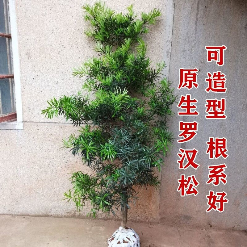 树桩雀舌米叶金钻庭院造型耐寒绿植基地直销迎客松 罗汉松1公分带土球