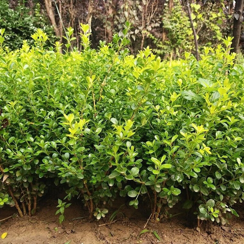 急兔黄杨苗盆栽地栽瓜子耐寒树苗四季常青苗庭院小叶黄杨约30-50cm5颗