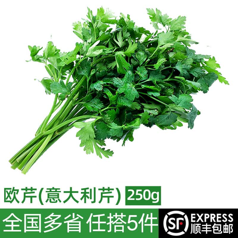 绿食者 新鲜意大利芹250g 欧芹 香芹法国香菜 巴西里香料 西餐调料