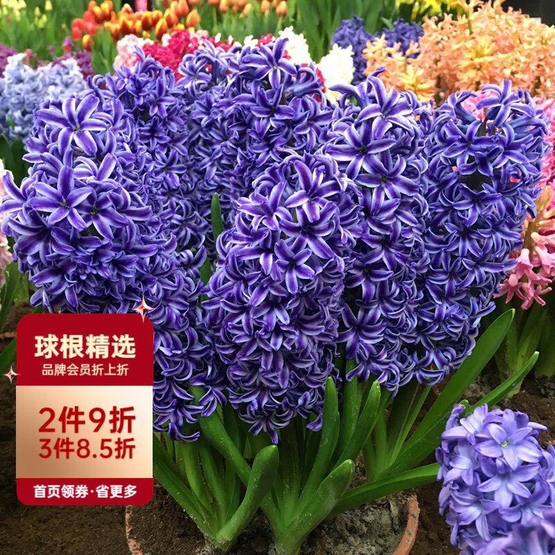 查询种球历史价格的软件|种球价格历史