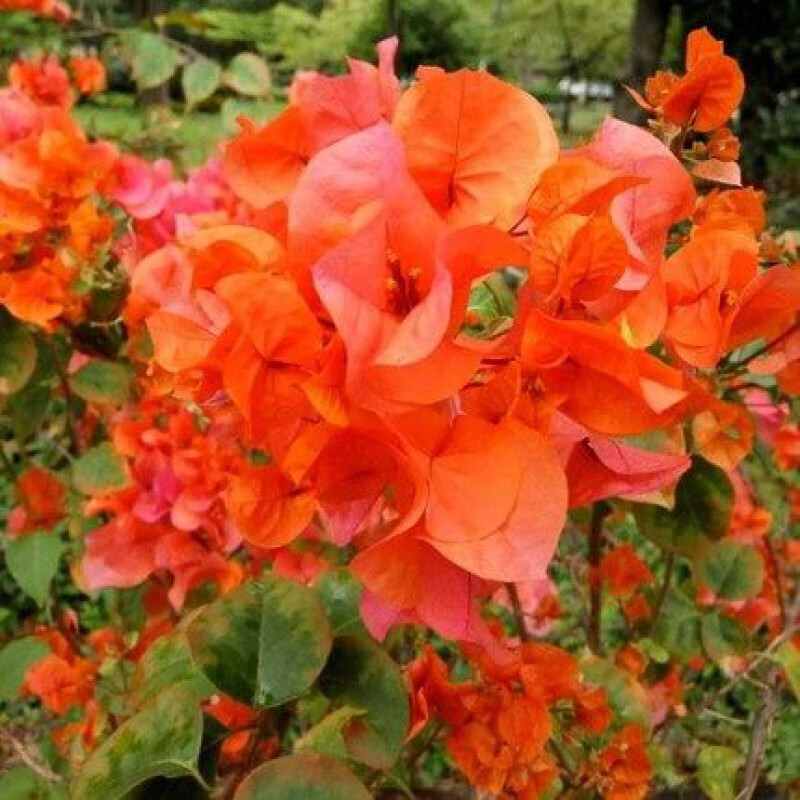 植物阳台庭院爬藤蔷薇叶子花四季开花不断爬藤巴西三角梅多花耐寒耐旱