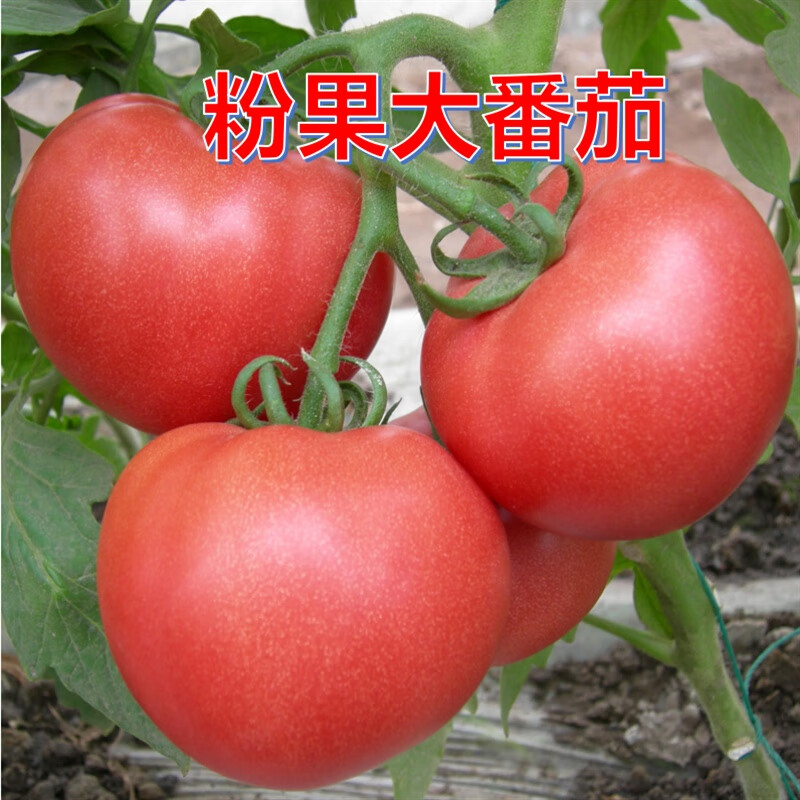 高产大粉番茄种子 粉果大西红柿种籽农家水果种籽老品种 上海908番茄