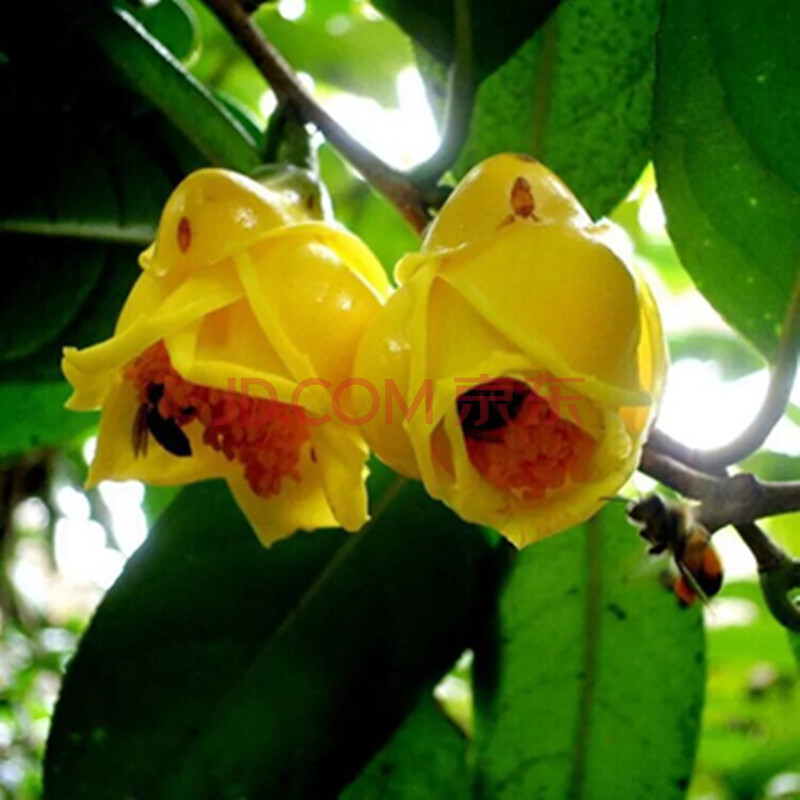 苏兮花卉盆栽茶花苗南北方种植耐寒植物 茶花树苗带花苞当年长开花 金