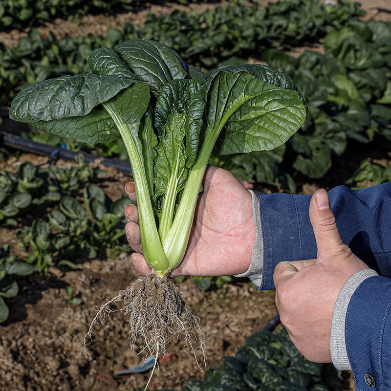 黑叶油冬菜种子耐寒黑油白菜杭州油冬儿秋季季青菜籽家庭大田 皱叶黑