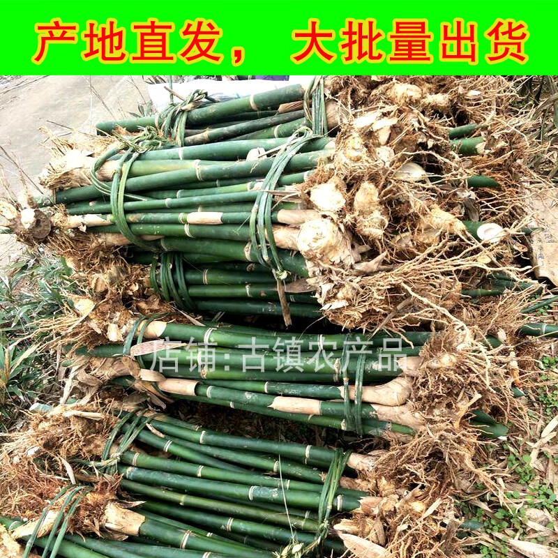 姜芮马蹄笋苗甜笋苗带根竹笋苗麻竹笋苗水果笋苗培育苗成活高 1kg