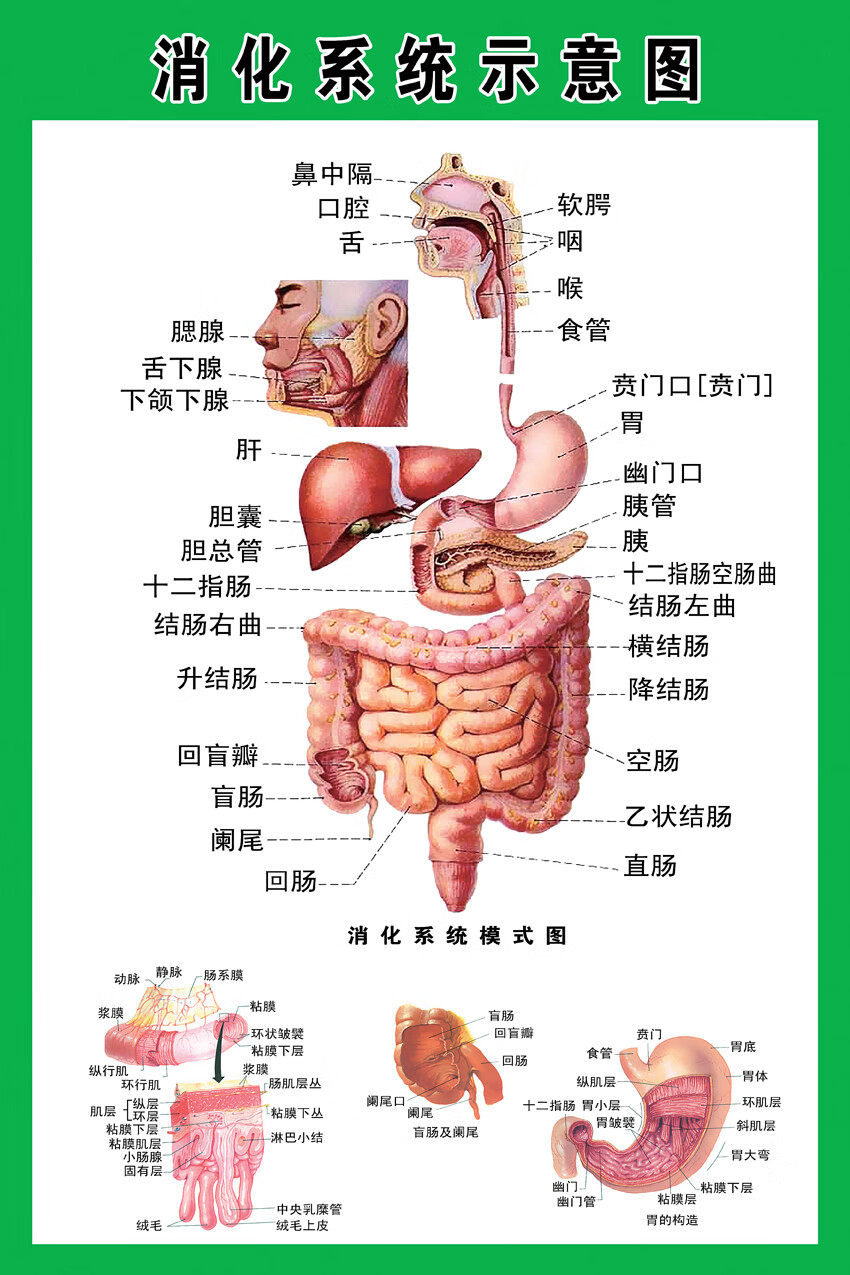 不支持退换) 消化系统示意图 pp胶(背面带胶) 【24寸:40x60cm】