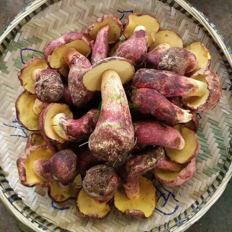 冰冻红葱牛肝菌(又名见手青) 500g
