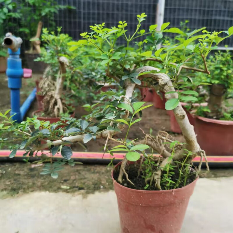 花姬 对节白蜡盆景京山老桩熟桩悬崖式提根庭院观赏盆栽 提根小造型