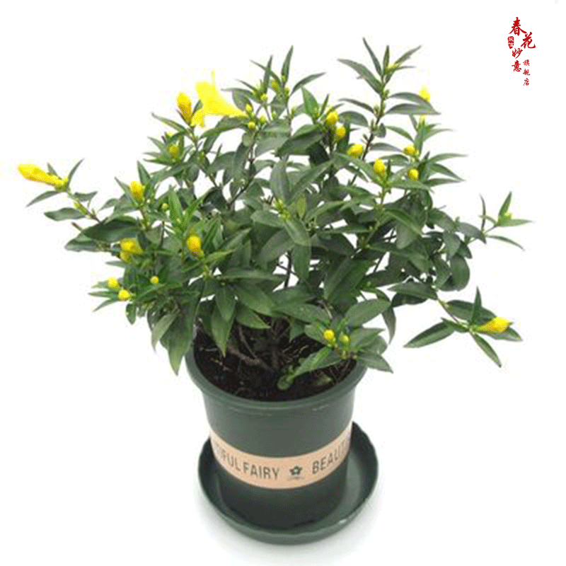 法国香水茉莉花苗冬季带花苞长青绿植花卉盆栽 黄茉莉爬藤植物耐寒