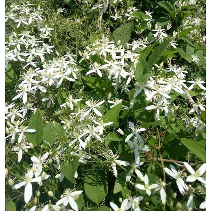 元冬威灵仙种子山辣椒种子辛辣可食用药用中草药南北种植耐寒爬藤植物