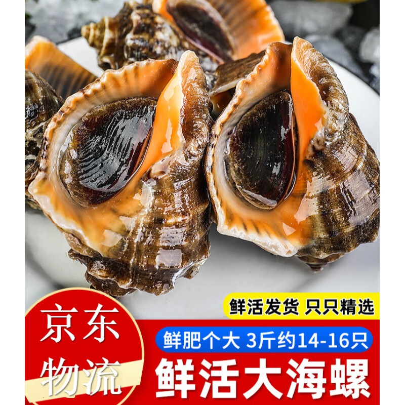 十里馋海螺  超大海螺特大贝壳类海鲜水产新鲜青岛特产海捕螺3斤