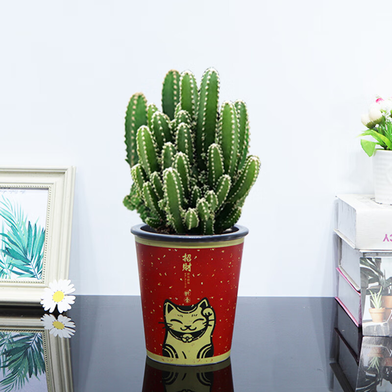 绿植室内阳台办公易养活耐旱吸水盆多肉植物 万重山【招财猫吸水盆】