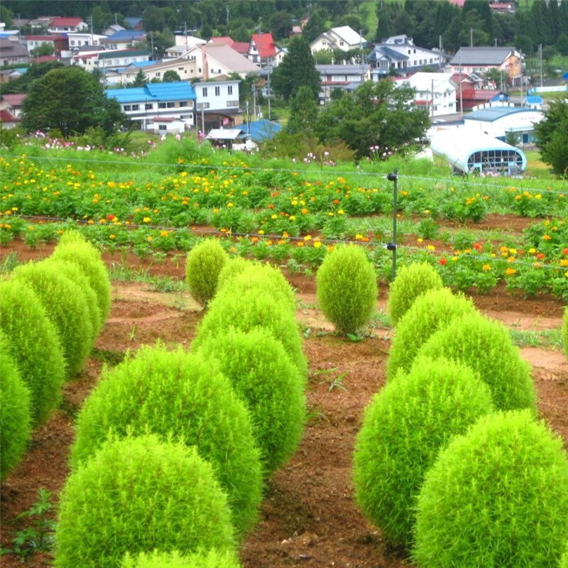 扶草 相关京东优惠商品销量降序排行榜 价格图片品牌优惠券 虎窝购