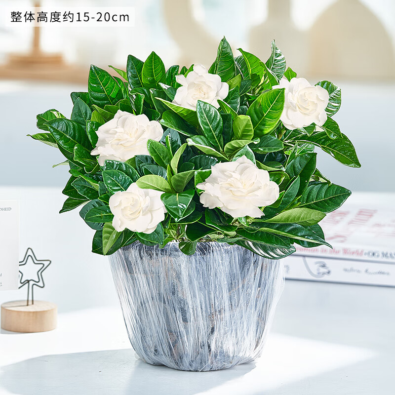 一盆栀子花(不含盆) 不含盆