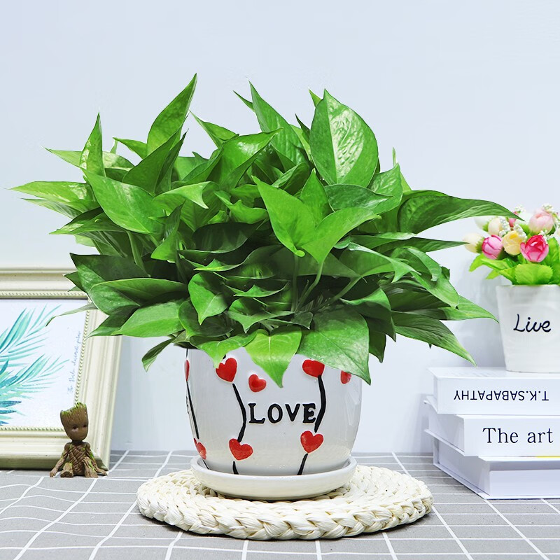 精品绿萝 心形陶瓷盆 肥料