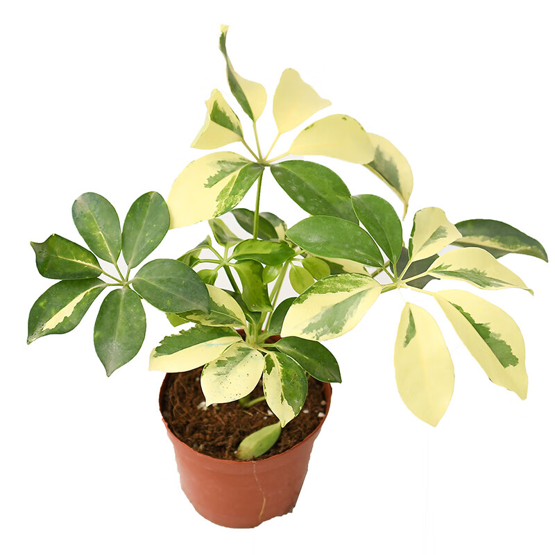 莞鲜花叶鸭脚木 花叶鹅掌柴 室内绿植盆栽 大叶品种 9cm小盆 20cm高