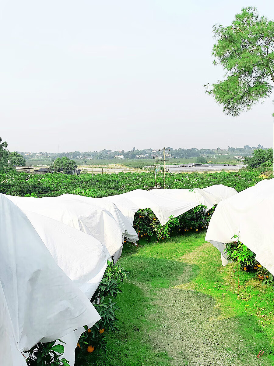 刘不丁柑橘李子防雨防裂果霜冻防寒布果树保温免搭茶园透光防春寒膜