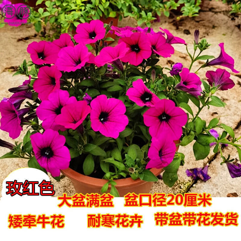 花苗垂吊舞春花阳台花卉四季天竺葵美女樱 矮牵牛玫红色大盆(基地盆)