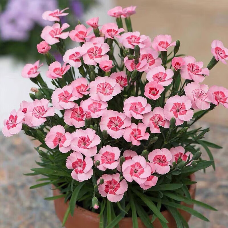 孙凯初吻石竹花盆栽蜜桃派带花苞庭院阳台观花植物花期久耐寒好养