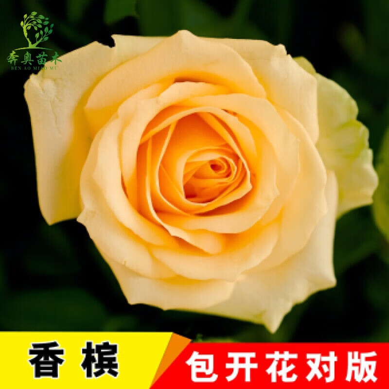 多色月季花苗卉老桩老根四季开花绿植玫瑰花苗室内盆栽大花 01香槟 3