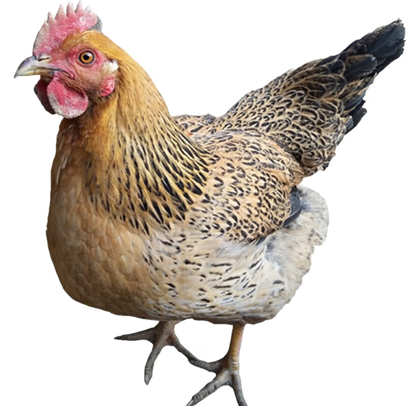 淘穗土鸡 原粮喂养2年老母鸡杀后约2斤 新鲜整鸡肉 生鲜草鸡
