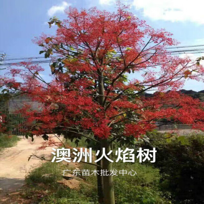 花姬广东苗木 澳洲火焰树 热带种苗 火焰木树苗 观花树木带叶带土发货