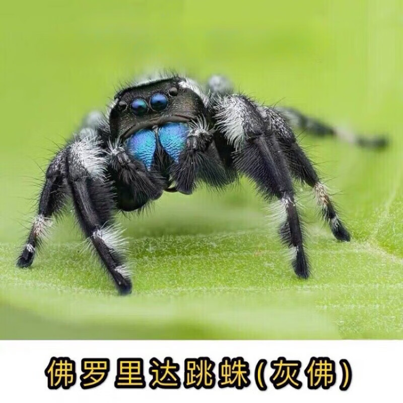 跳蛛活体宠物蜘蛛可上手佛罗里达巨型跳蛛橙佛红佛黑佛小朋友无毒 灰