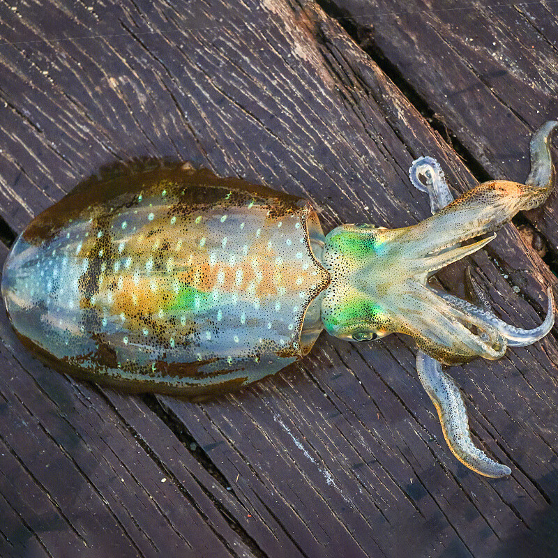 鲜可居东山岛海鲜 手钓莱氏拟乌贼 软丝仔 海钓大尾鱿荣鱼 冷冻可刺身