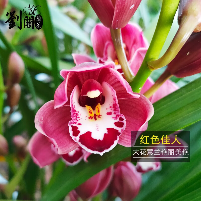 刘阁兰花 年宵红花大花蕙兰 大将军 粉佳人 现带花苞出售精品兰花苗