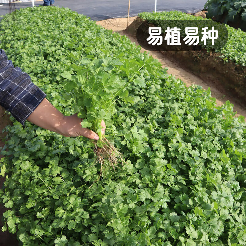 ����������Ҷܾݴ�����ļ�ʳ����������߲�����СҶ�������100��