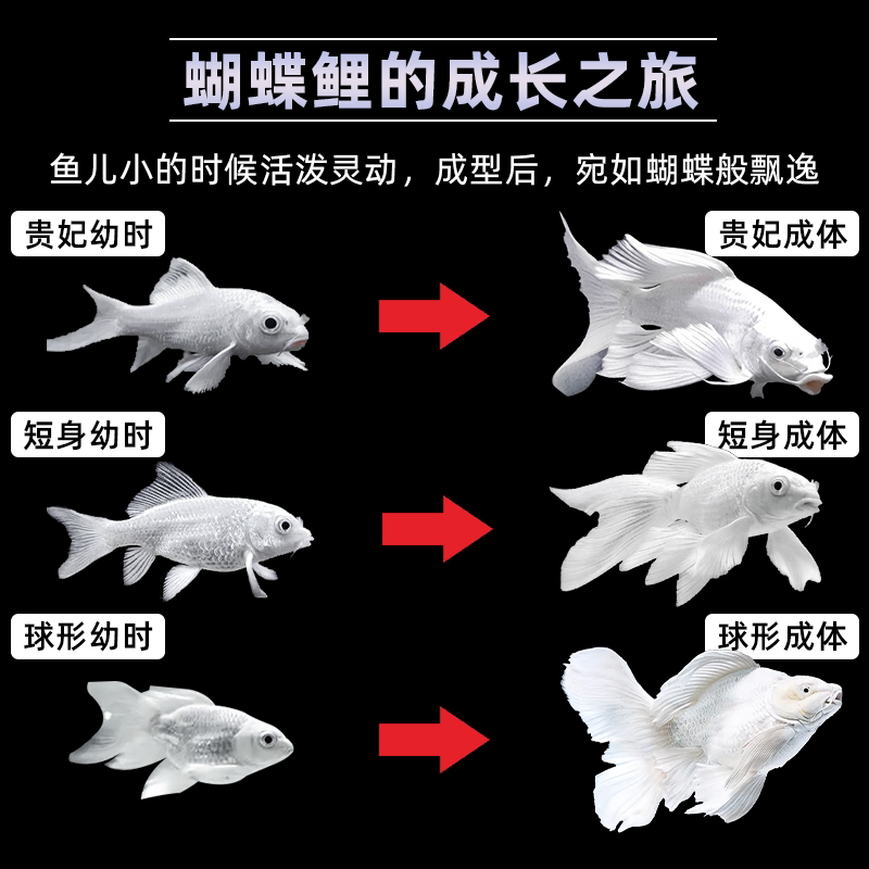 森悠(saryor)蝴蝶鲤球体冷水观赏鱼好养耐活淡水鱼苗大鳍大尾鲤鱼锦鲤