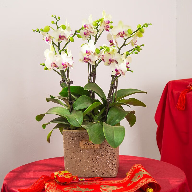 带花特级大花盆栽客厅鲜花带花苞双剑 蝴蝶兰绿熊6支含复古金色斑点盆