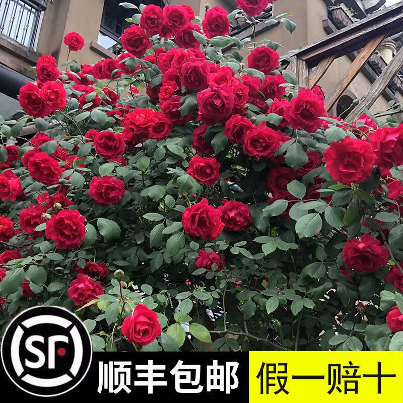 坤卉藤本月季花四季开花耐寒耐高温庭院阳台盆栽地栽南方北方爬藤植物