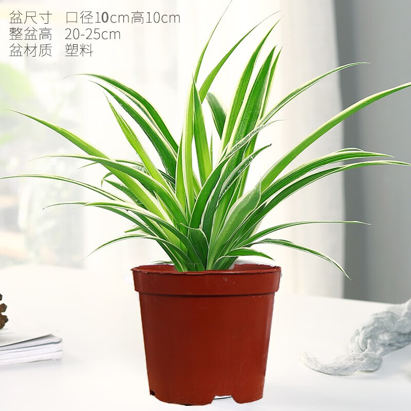 格調生活金邊吊蘭植物垂吊室內盆栽桌面辦公室綠植花凈化空氣好養 小號金邊吊蘭（原盆原土）
