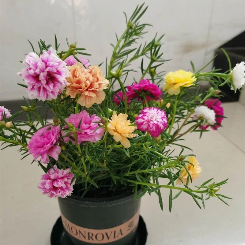 昊兰诺太阳花盆栽 太阳花室内外盆栽阳台花卉植物 太阳花苗 重瓣 太阳