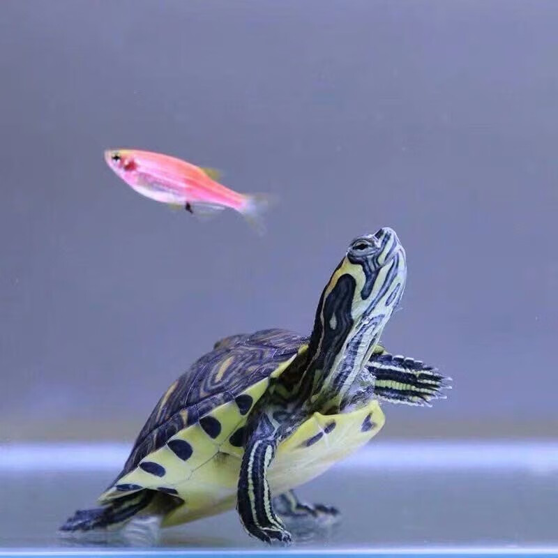 [深水龟]黄耳乌龟活体冷水长寿龟家养宠物观赏小乌龟招财黄耳吃粪淡水